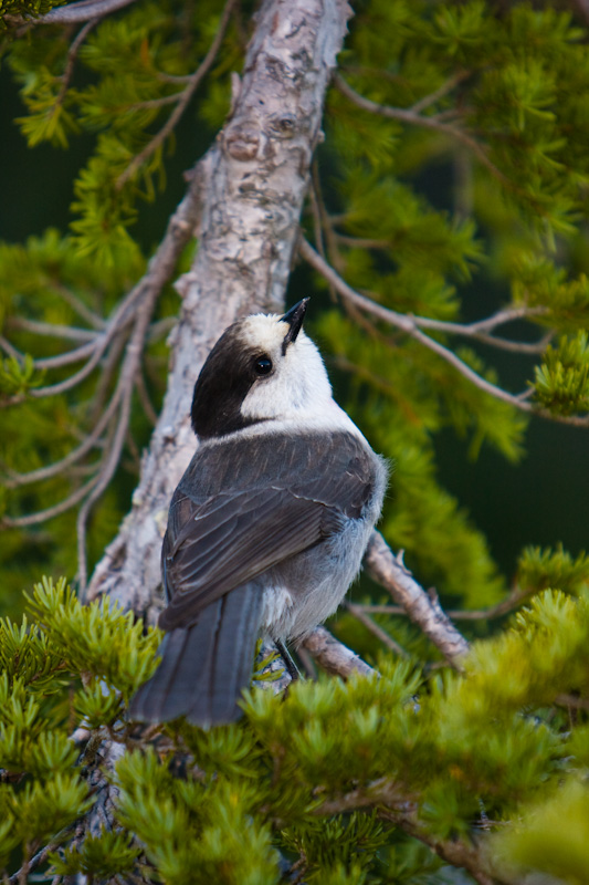 Gray Jay